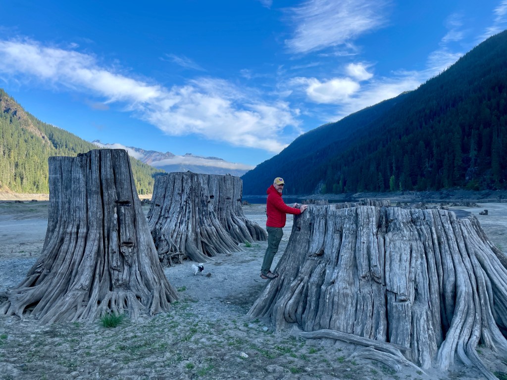 Tree stumps at bottom of Kachess Lake