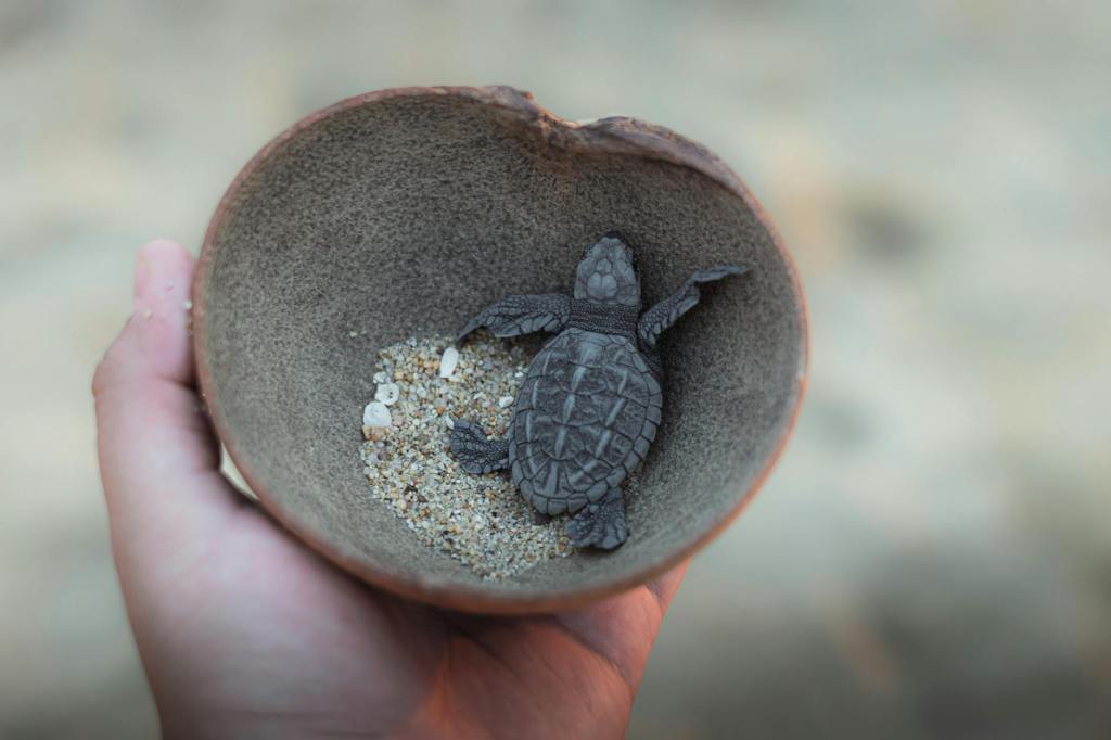 hatchling sea turtle in shell